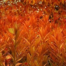 10 Rotala Rotundifolia Orange Juice Live Aquarium Plant Tank Aquascaping K2AQUA