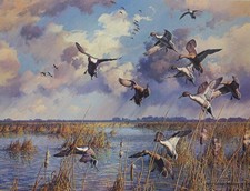 Harry Curieux Adamson After the Storm - Pintails