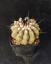 Copiapoa cinerea Taltal Ø 7cm  echinopsis ariocarpus ferocactus aztekium