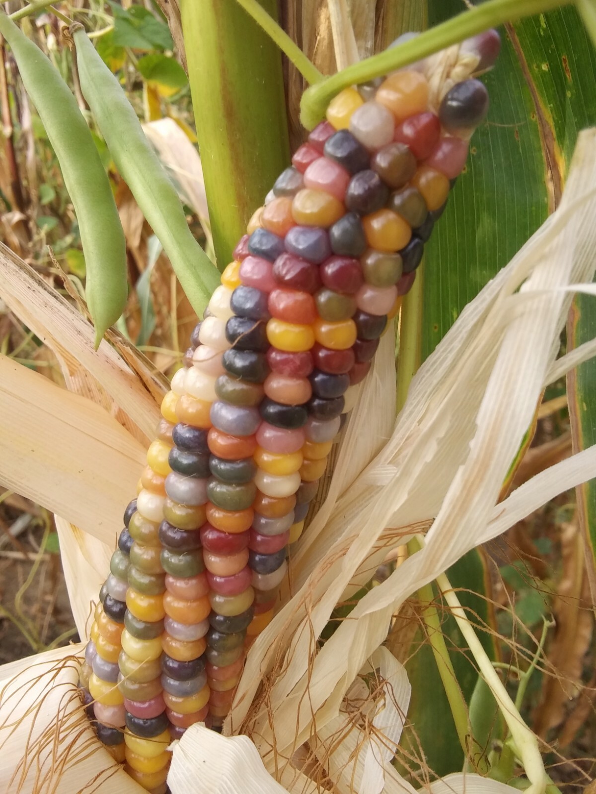 100 GLASS GEM INDIAN CORN SEEDS 2021 HARVEST eBay