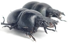 Geotrupidae for collectors | rare Dung Beetles