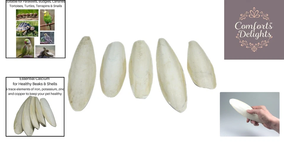 5 Count Natural Cuttlefish 5.5-8″ - Ideal for Avian & Aquatic Friends - Image 2 of 4