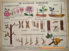Obraz na rolce Karta szkolna Szkoła Karta ścienna Tablica dydaktyczna OBUSTRONNA Rozmnażanie / Kwitnienie / Owoce