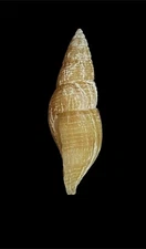 Seashell  BUCCINIDAE 19.8mm
