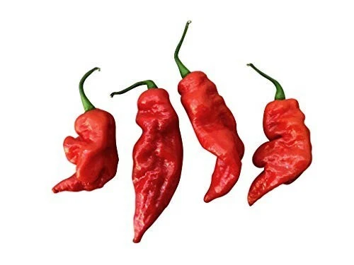 Red Brazilian Ghost Pepper 10 Samen Chili XXL Hot Chilisamen