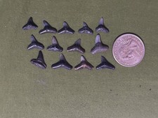 Fossilized Mako Shark Teeth Lot Of 13 Pristine