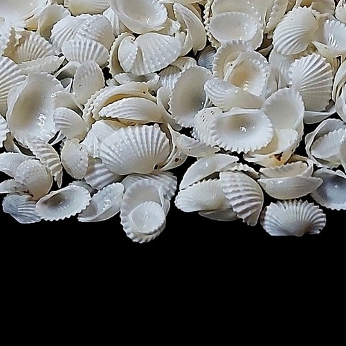 Tiny Ark White Shells For Crafts Art Decor Natural Seashell approx.800+ pc - Picture 4 of 7