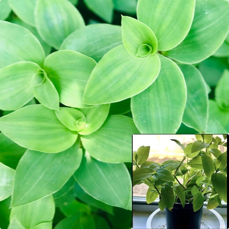 buy hoya plant Hoya Carnosa | Indoor Plant | Tropical Plant | Potted Plant
