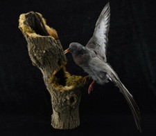 BEAUTY PIGEON MOUNT TREE HOLLOW PREMIUM TAXIDERMY