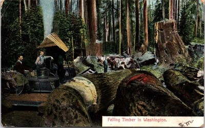 Felling Timber in WA Washington Men Logging Scene Antique Postcard 1909