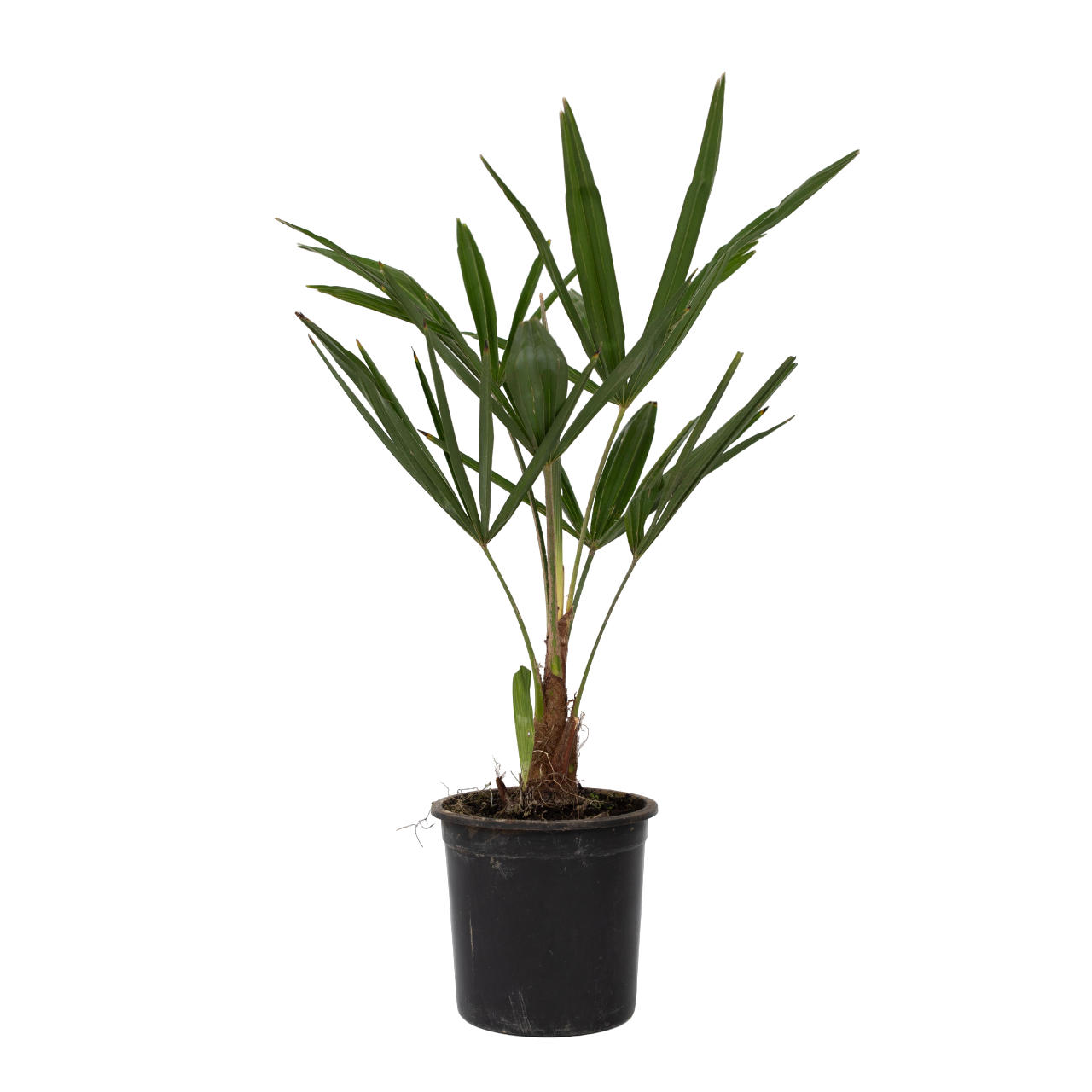Palma della Cina - 4 Pezzi - Trachycarpus Fortunei - Altezza 35-45cm - ⌀15cm
