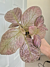NEW to the UK: Episcia flame Violet ‘Golden Autumn' metallic shiny foliage