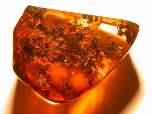 Ultra RARE Adult Hard Tick on Coprolites in Authentic Dominican Amber Fossil Gem - Picture 4 of 12