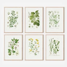 Set of 6 Antique Style A4 Botanical Art Prints - Fern And plant Illustration
