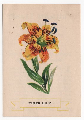 1920s Tiger Lily Flower Trading Card Weber Bread D35? Like Cigarette Silk S49