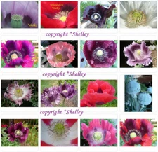 Single Bloom Type Mix  Papaver S. Poppy All Colors - 10,000 Seeds  *PoppyQueen👑