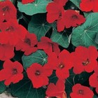 Lot De 10 Graines De Capucine Grimpante Lobb Rouge Semences Graines Seed