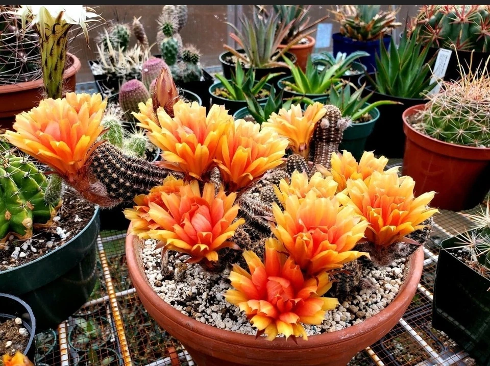 Echinopsis chamaecereus hybrid | peanuts cactus (15 seeds) - Image 3 of 4