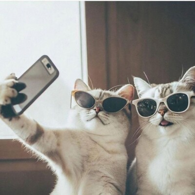 Funny Cat Sticker (4 Inch) Selfie Besties Best Friends Love Relationship Cute