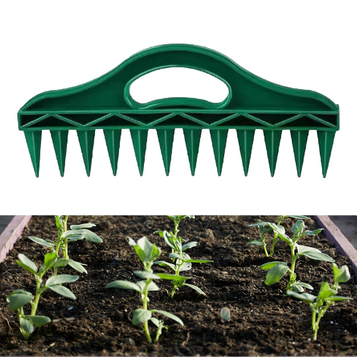where can i buy aloe vera plant Aloe barbadensis
