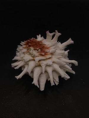Large chama lazurus full oyster seashell 80mm. Collectors #16541