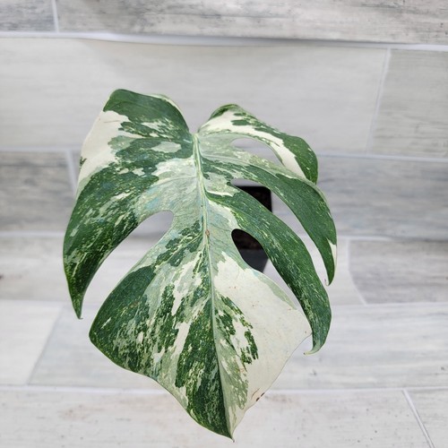 Monstera Albo – Monstera Deliciosa Albo Variegata | Striking Foliage | in 4" Pot