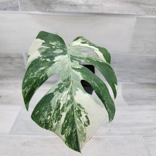 Monstera Albo – Monstera Deliciosa Albo Variegata | Striking Foliage | in 4" Pot