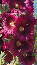 100 HOLLYHOCK  Flower Seeds Tall Beautiful Wildflowers Mystery Mixture Colors