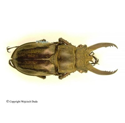 Lucanus victorius - M, +40mm, nice and rare
