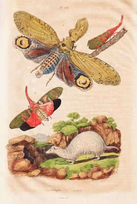 Fulgora laternaria Zikaden Frettchen engraving Stahlstich Guerin-Meneville 1835