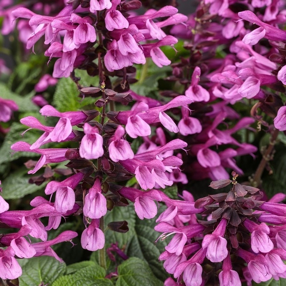 50 Pink Salvia Seeds Flower Seed Perennial Flowers Hummingbird 1216 US