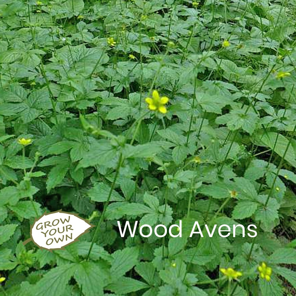 Grow Your Own Wood Avens 50 Seeds Wildflower Pollinator Plant Bees Butterflies