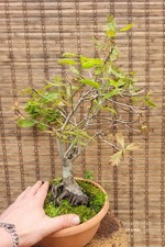 Bonsai di Quercia Rubra  - in vegetazione, Esemplare Unico