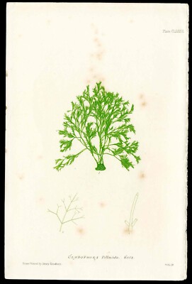 1858 Bradbury & Evans Nature Printed Seaweeds Green Cladophora Antique Print