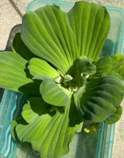 1 XL Water Lettuce 5 Inch - Plants Live Aqua Plant Floating Koi