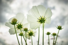Cosmos 'Purity' 6 x Plug Plants - Beautiful flowers in white