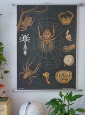 VINTAGE | SCHULWANDKARTE KREUZSPINNE SPIDER JUNG KOCH QUENTELL | SCHOOL CHART