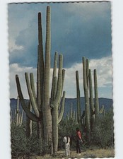 Postcard Large Saguaro Cacti Saguaro National Monument Tucson Arizona USA