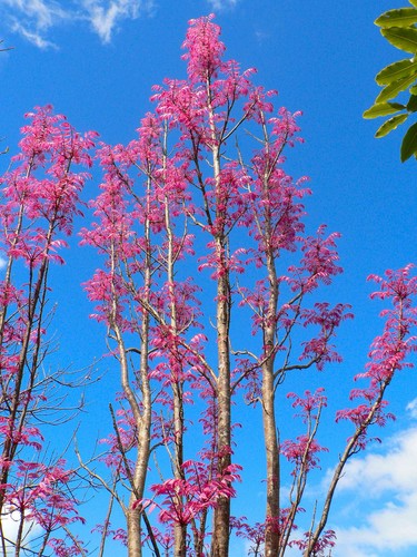 Toona sinensis (Chinese Mahogany / Cedar) 10 Tree Seeds •RARE Bonsai Garden UK - Picture 2 of 7