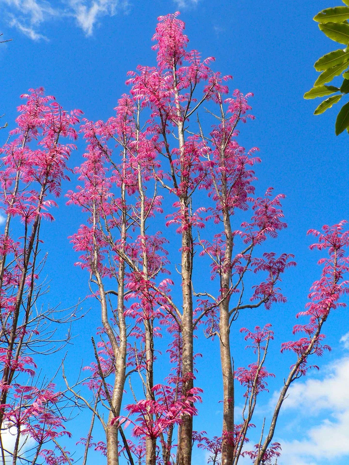 Toona sinensis (Chinese Mahogany / Cedar) 10 Tree Seeds •RARE Bonsai Garden UK   - Image 2 of 4