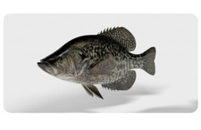 crappie fish grey metal license plate made in usa