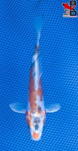 6" DOITSU YAMATO NISHIKI Live Koi Fish Garden Pond BKD 6/2