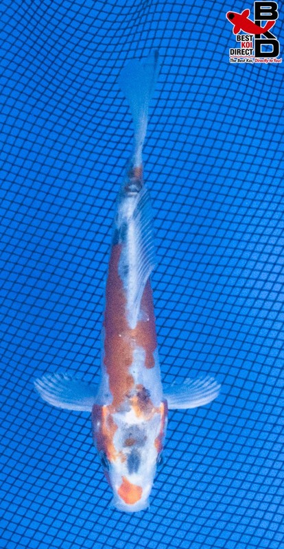 6" DOITSU YAMATO NISHIKI Live Koi Fish Garden Pond BKD 6/2