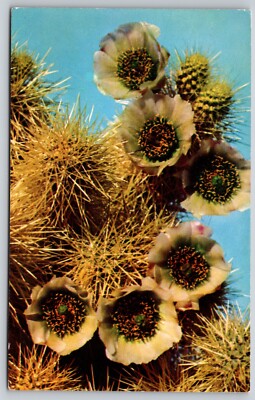 Most Dangerous of the Desert Cactus - Jumping Cholla in Bloom 1955 Postcard  | eBay