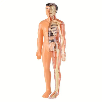 30pcs Human Anatomy Model Set - Removable Skeleton And Full Torso - Educational