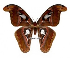 Lepidoptera Moth : Attacus atlas Fold A1