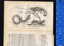 Chameleon (Camelion), Siren & Salamander - 1830 Goldsmith Engraving