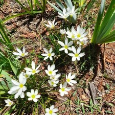 White rain lily bulbs, plants X 30,  lilies bloom after rain. Gift 6 Pink Lily's