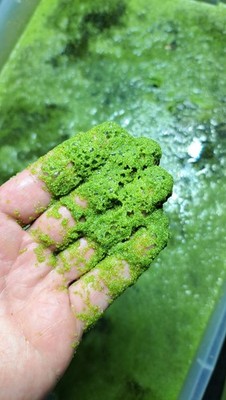 10 grams LIVE Wolffia globosa - World's Smallest Plant