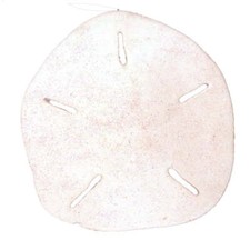 Natural Sand Dollar Hanging Ornament